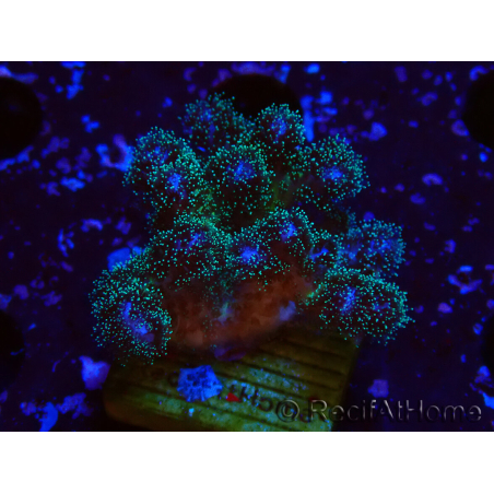 WYSIWYG Pocillopora damicornisrose