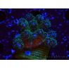 WYSIWYG Pocillopora damicornis rosa