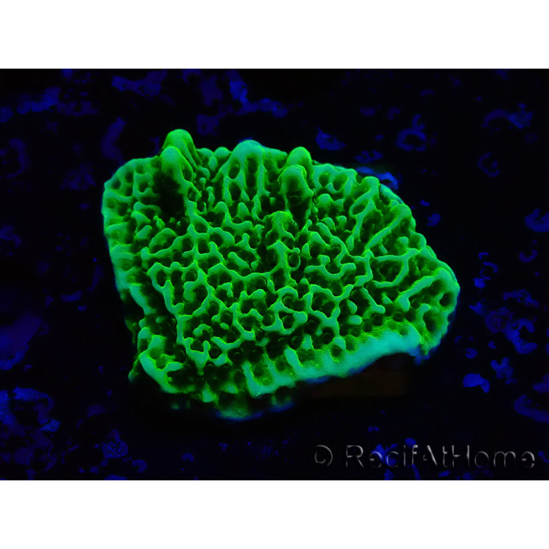 WYSIWYG Montipora confusa