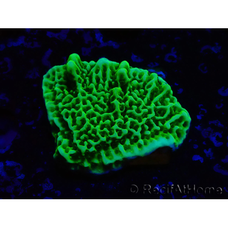 WYSIWYG Montipora confusa