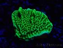 WYSIWYG Montipora confusa