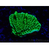 WYSIWYG Montipora confusa 1E4
