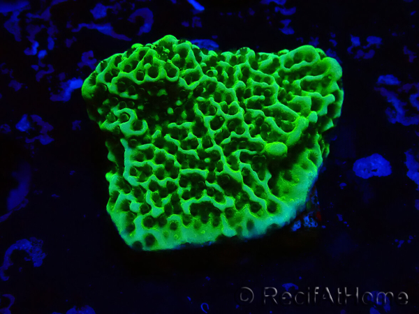 WYSIWYG Montipora confusa