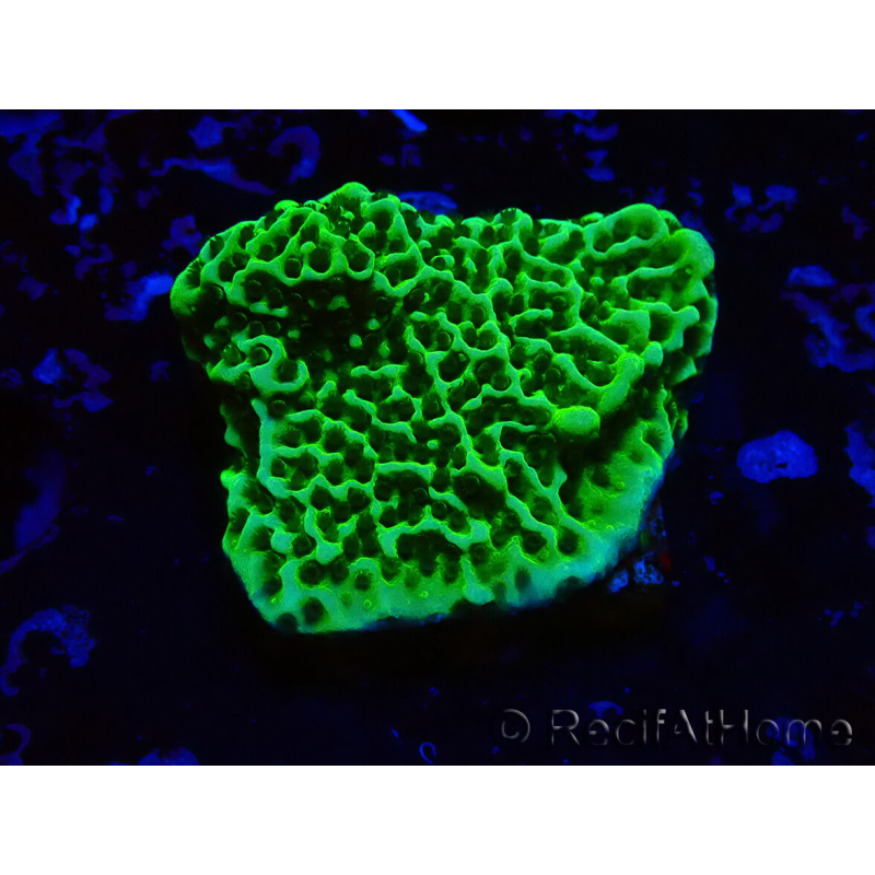 WYSIWYG Montipora confusa 1E5