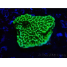 WYSIWYG Montipora confusa