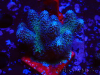 WYSIWYG Stylophora pistillata Pink