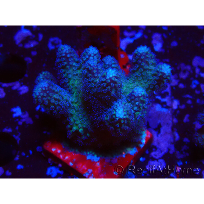 WYSIWYG Stylophora pistillata Rosa