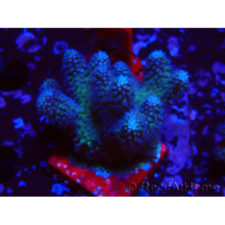 WYSIWYG Stylophora pistillata Rosa