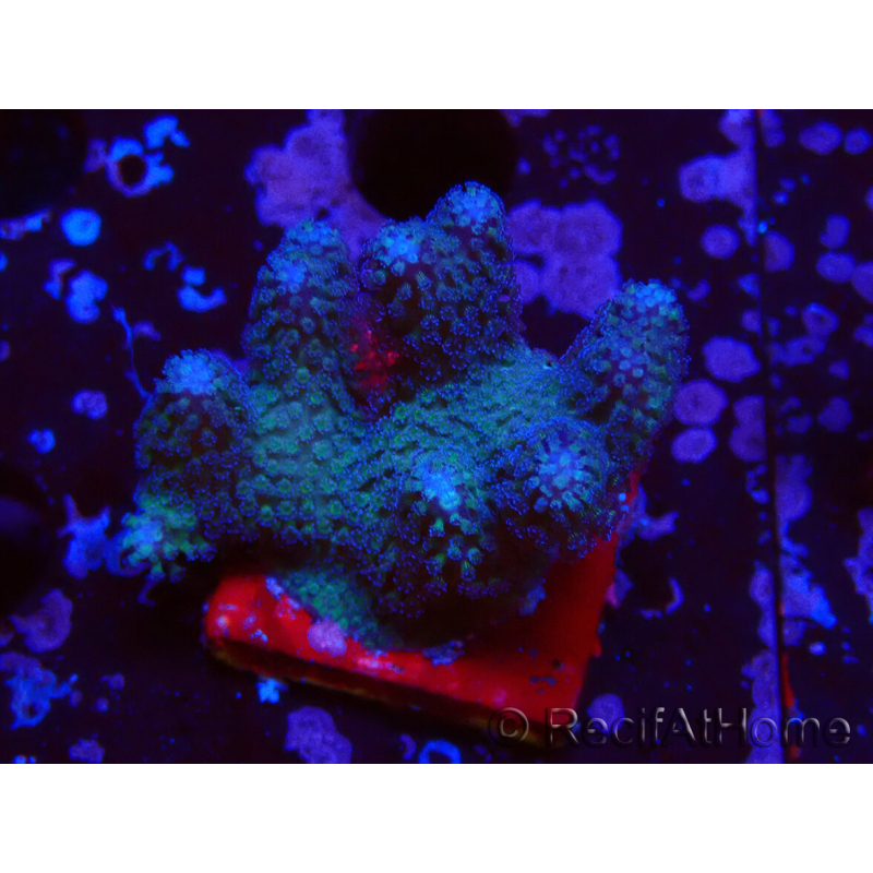 WYSIWYG Stylophora pistillata Pink