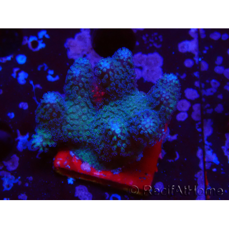 WYSIWYG Stylophora pistillata Pink