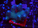 WYSIWYG Stylophora pistillata Pink