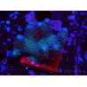 WYSIWYG Stylophora pistillata Pink 1F3