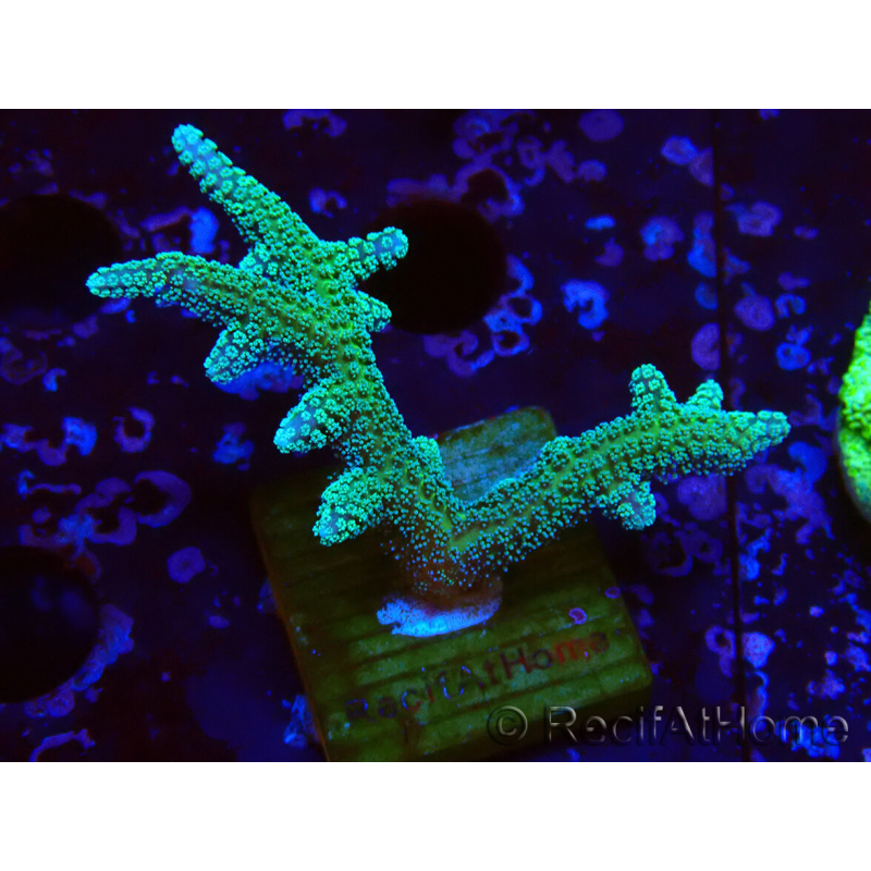 WYSIWYG Seriatopora caliendrum Hybrid (Bird of paradise-Neon) 1F5