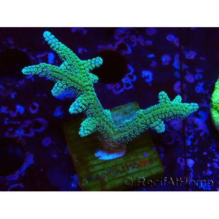 WYSIWYG Seriatopora caliendrum Hybrid (Uccello del paradiso-Neon) 1F5