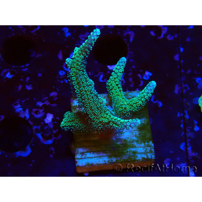 WYSIWYG Seriatopora caliendrum Hybrid (Paradiesvogel-Neon) 1F6