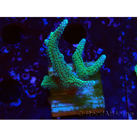 WYSIWYG Seriatopora caliendrum Ibrido (Uccello del paradiso-Neon) 1F6