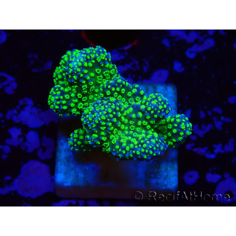 WYSIWYG Stylophora Rose fluoreszierende grüne Polypen