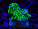 WYSIWYG Stylophora Rose polipi verde fluorescente