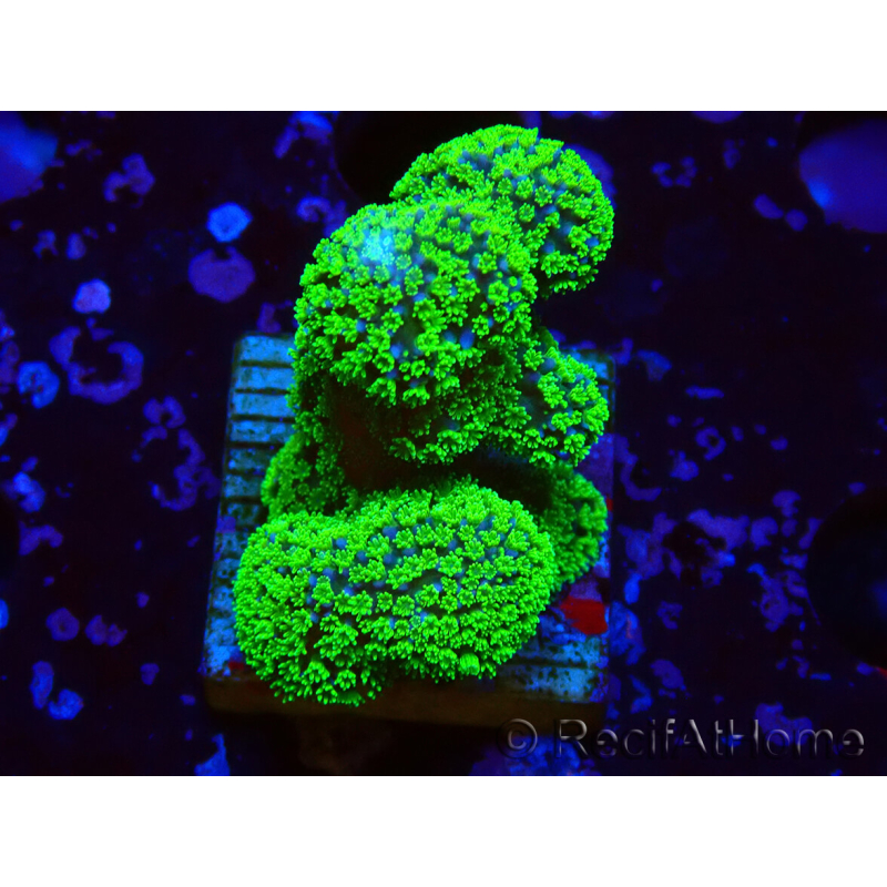 WYSIWYG Stylophora Rose fluoreszierend grüne Polypen