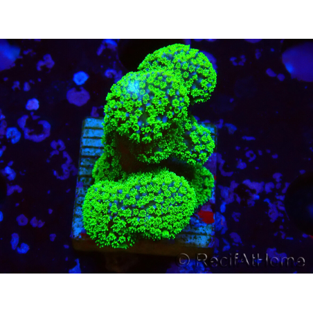 WYSIWYG Stylophora Rose polypes vert fluo