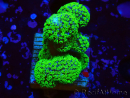 WYSIWYG Stylophora Rose polypes vert fluo
