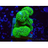 WYSIWYG Stylophora Rose polypes vert fluo