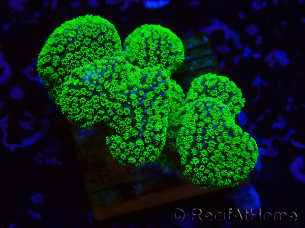 WYSIWYG Stylophora Rose polypes vert fluo