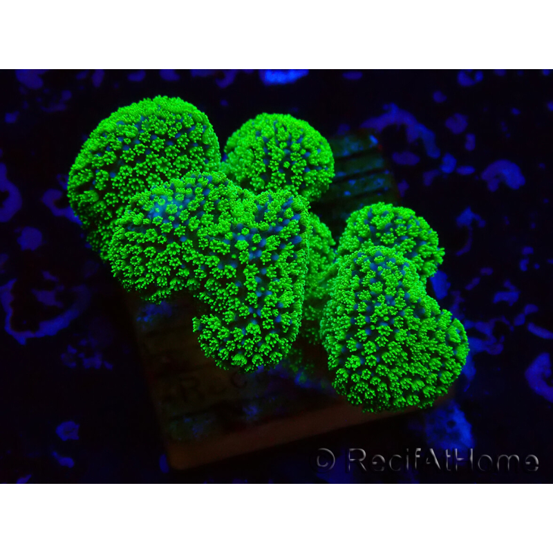 WYSIWYG Stylophora Rosa pólipos verde flúor
