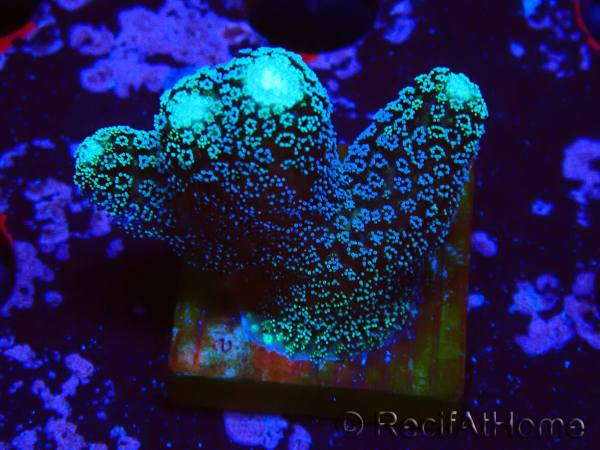 WYSIWYG Stylophora milka