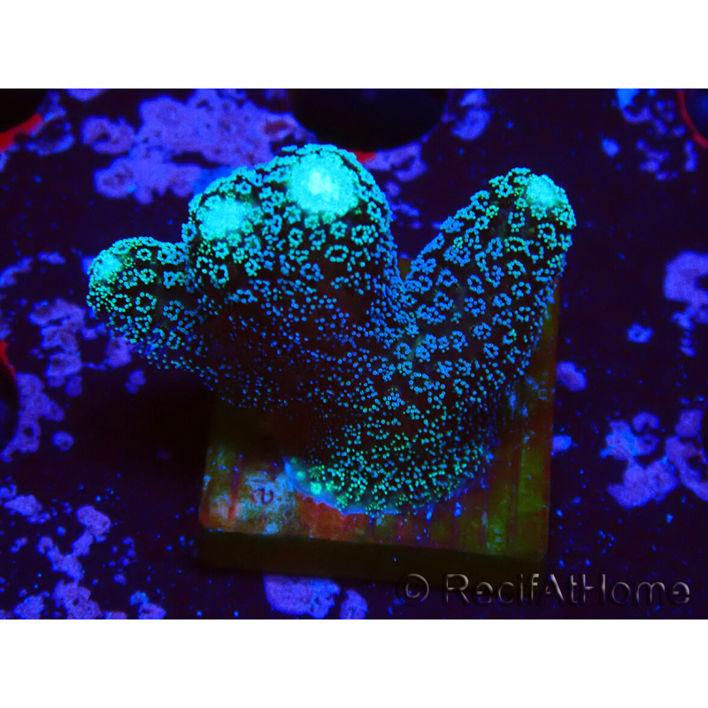 WYSIWYG Stylophora milka
