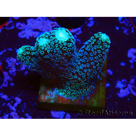 WYSIWYG Stylophora milka