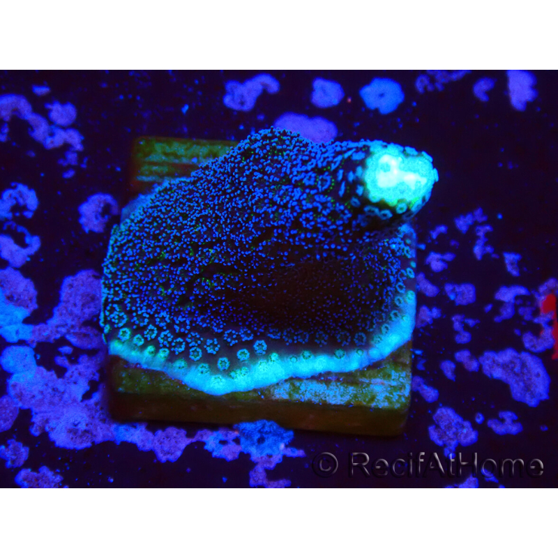 WYSIWYG Stylophora milka