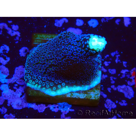 WYSIWYG Stylophora milka
