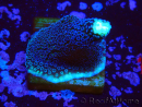 WYSIWYG Stylophora milka