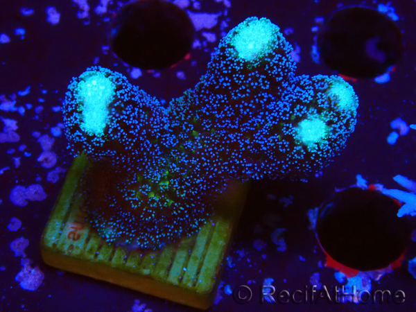 WYSIWYG Stylophora milka