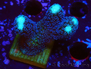 WYSIWYG Stylophora milka