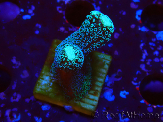 WYSIWYG Stylophora milka