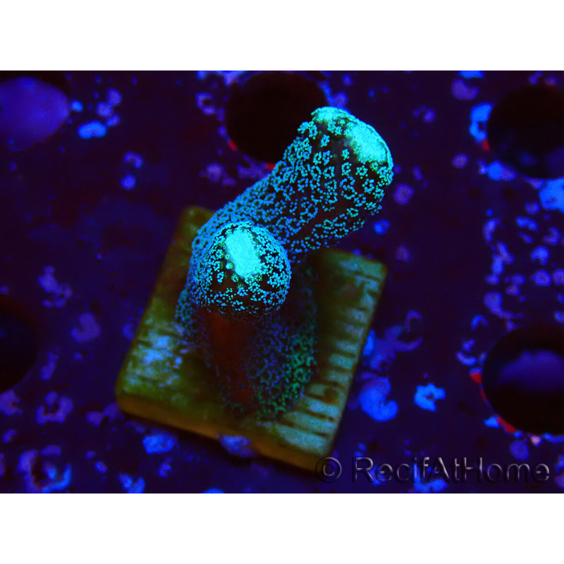 WYSIWYG Stylophora milka