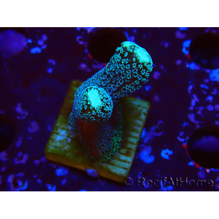 WYSIWYG Stylophora milka