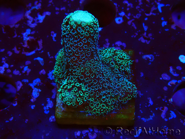 WYSIWYG Stylophora milka