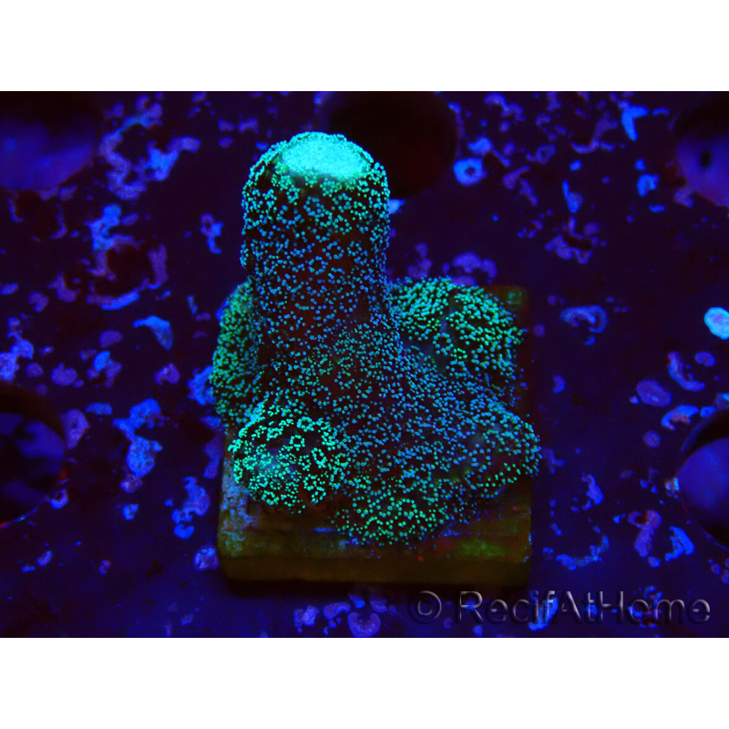 WYSIWYG Stylophora milka 1I6