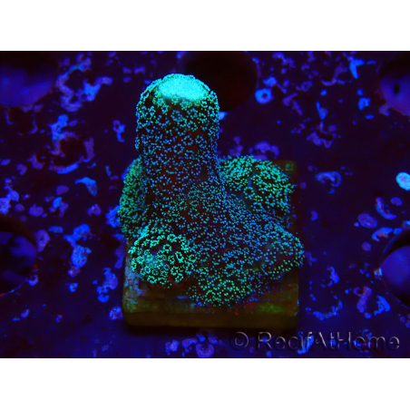 WYSIWYG Stylophora milka
