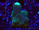WYSIWYG Stylophora milka 1I6
