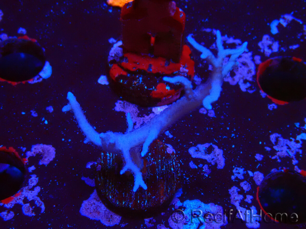 WYSIWYG Seriatopora histrix rose