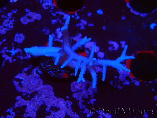WYSIWYG Seriatopora histrix rosa