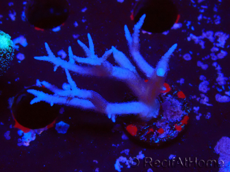WYSIWYG Seriatopora histrix rose