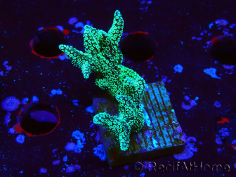 WYSIWYG Seriatopora caliendrum Electric Green