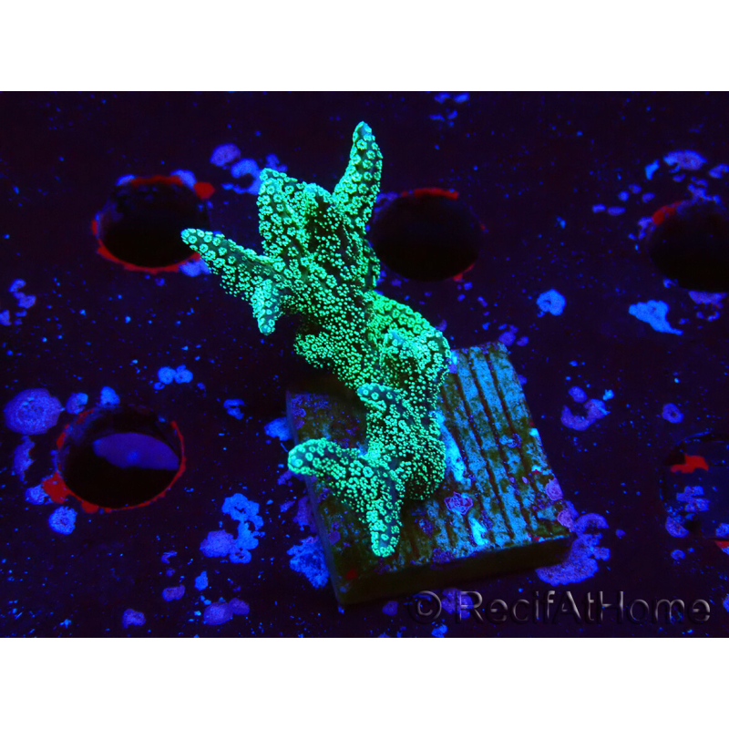WYSIWYG Seriatopora caliendrum Electric Green