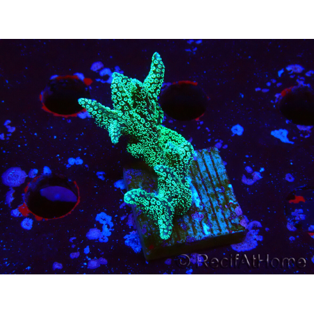 WYSIWYG Seriatopora caliendrum Electric Green