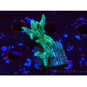 WYSIWYG Seriatopora caliendrum Electric Green